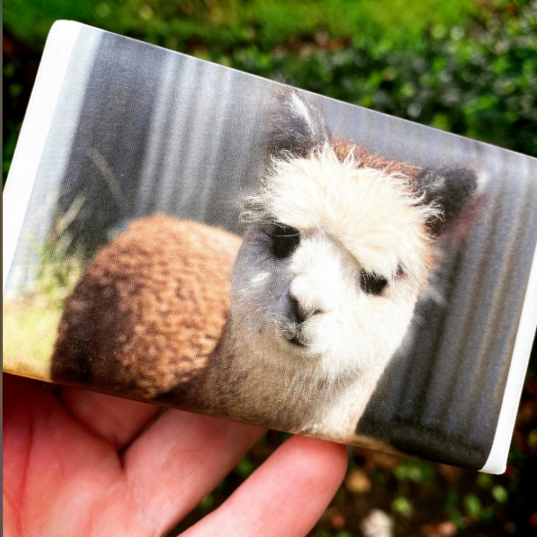 Juliette shea butter soap featuring a delicate frangipani scent and original Australian alpaca artwork.