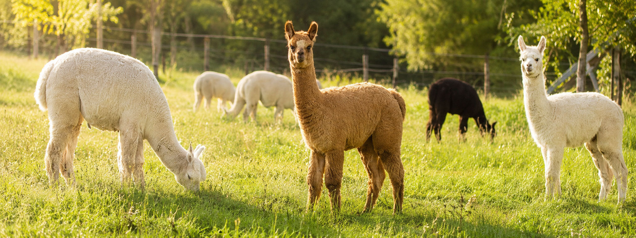 Alpacas grazing in a grassy field with trees in the background