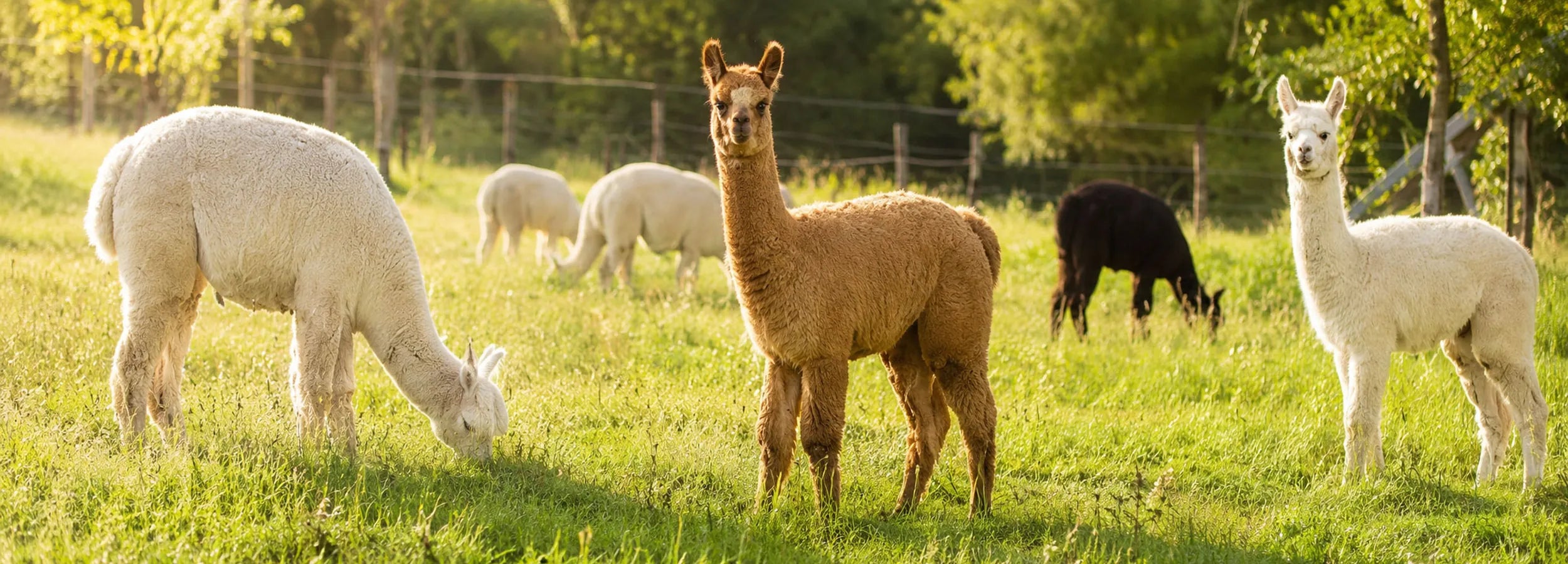 Several alpacas and llamas grazing and standing in a sunny grassy field with trees and a fence in the background.
