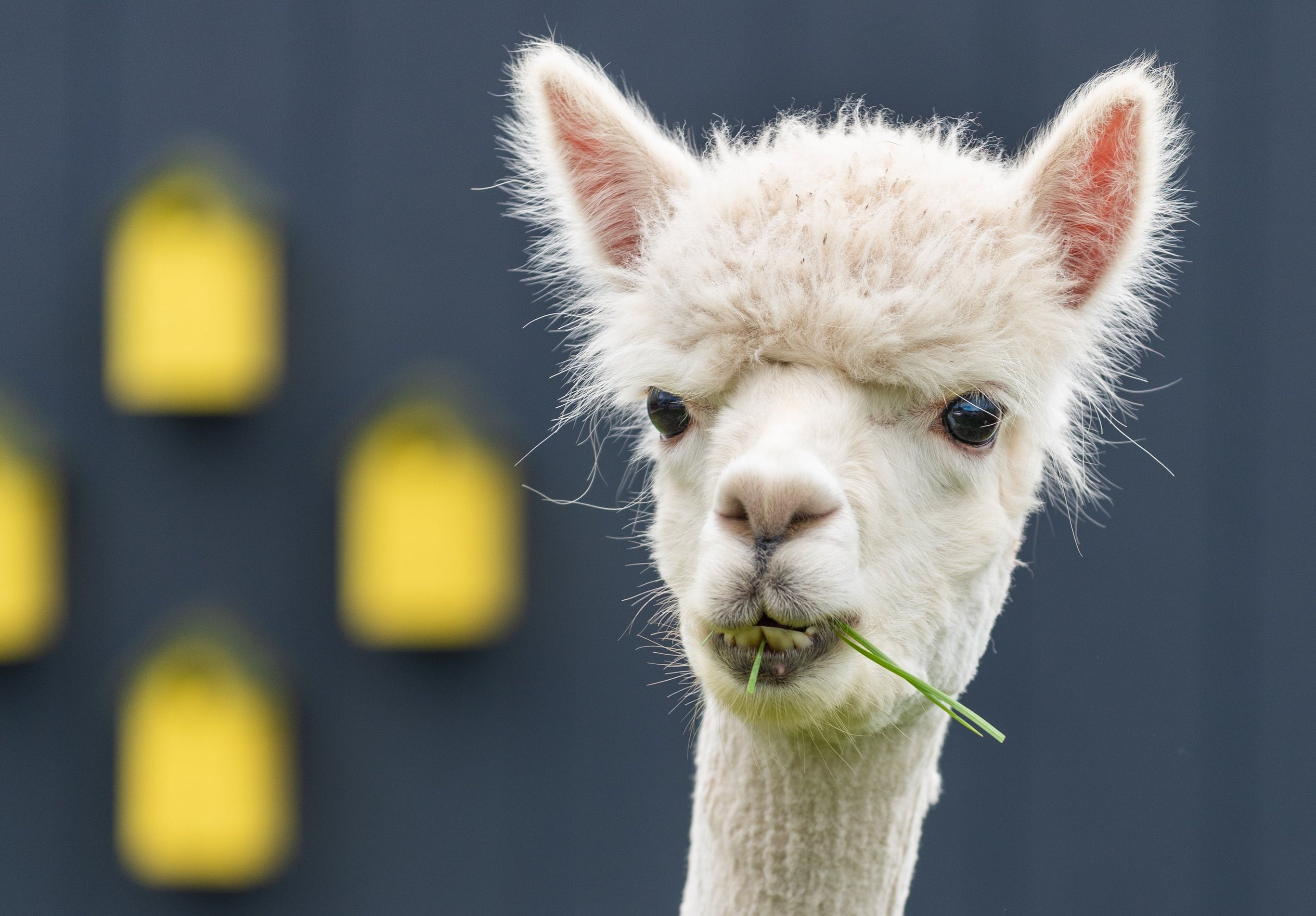 White alpaca eating grass with a blurred background